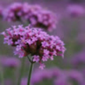 Meet your Posher, Not